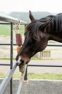 Houten relax Paardenspeelgoed 