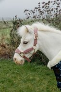  Kentucky Velvet halster Oud Roze SHETTY 