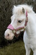  Kentucky Velvet halster EENHOORN Oud Roze MINI SHETTY 