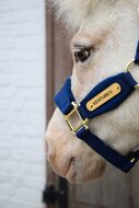  Kentucky Velvet halster Navy MINI SHETTY 