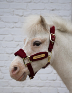  Kentucky Velvet halster Bordeaux MINI SHETTY 