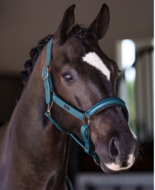  Equestrian Stockholm anatomisch LEREN GLIMMER Halster Teal Blue 