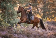 Equestrian Stockholm modern zadeldek  dressuur Dark Violet 