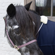 Kentucky Nylon Halster Breakaway oud roze 