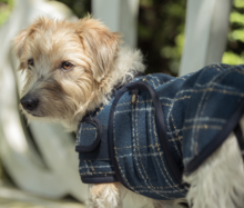 Eskadron Heritage &#039;25 Hondenjas Boucle Navy