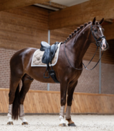 Equestrian Stockholm zadeldek dressuur CLASSIC Sand