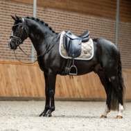 Equestrian Stockholm zadeldek dressuur CLASSIC Sand