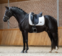 Equestrian Stockholm zadeldek dressuur Modern white - Sand