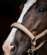  Equestrian Stockholm anatomisch LEREN GLIMMER Halster Sand