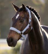 Le Mieux Essence halster Powder Blue