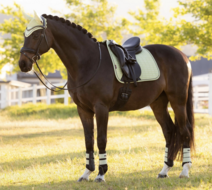 Le Mieux suede square zadeldekje  dressuur Macaron