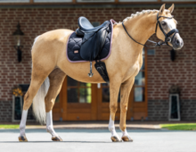 Equestrian Stockholm black blush  Dressuur 