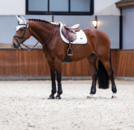 Equestrian Stockholm Crystal Shine jump - white 