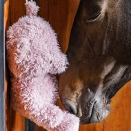 Kentucky paardenspeeltje Relax Horse Toy bear old rose