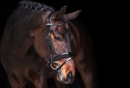 Ps of Sweden hoofdstel - Flying Change Deluxe