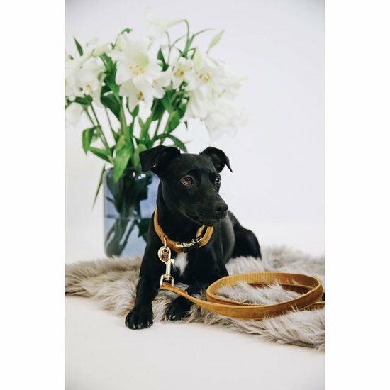 Kentucky honden halsband Velvet mustard 