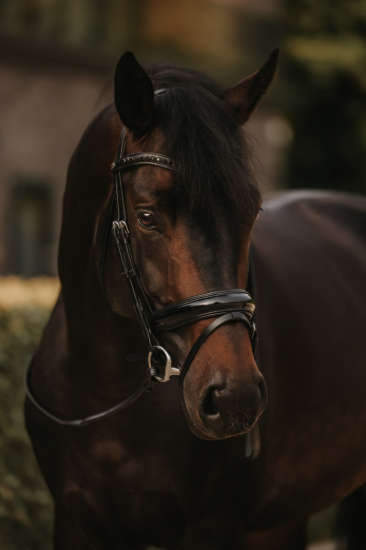 Dy'on trens hoofdstel met brede Lakleer Crank neusriem en sperriem Zwart