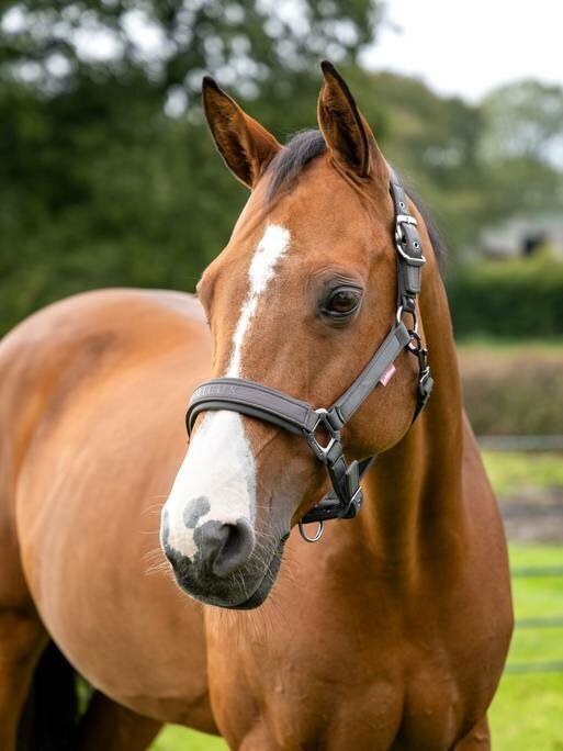 Le Mieux Soft Shell halster Cinder MAAT PONY