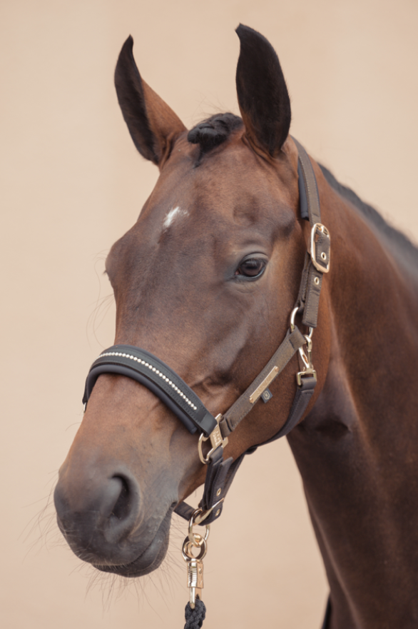  Eskadron Halster Glam Crystal Double Pin Heritage '24 Zwart