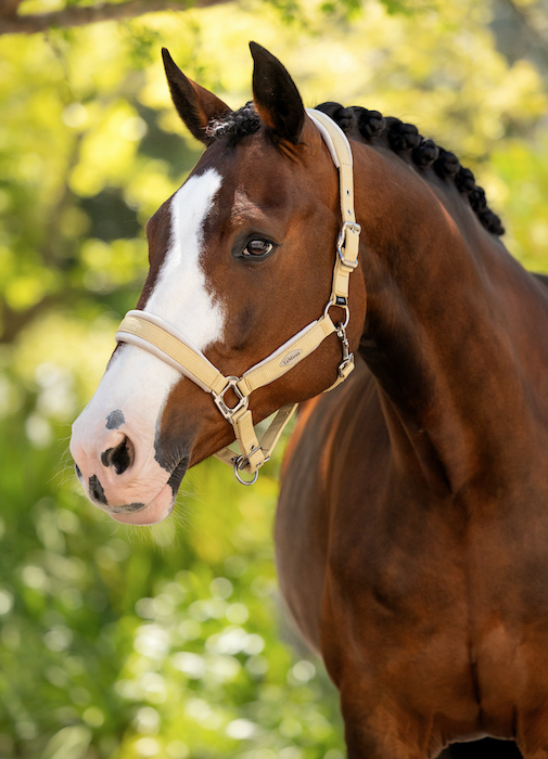Le Mieux Versailles Halster Mimosa MAAT COB