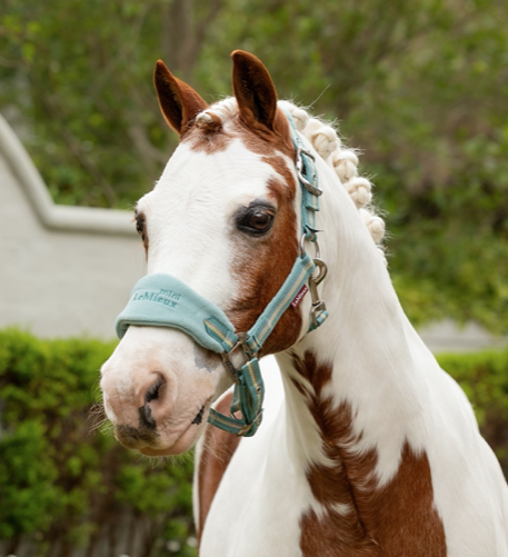 Le Mieux MINI  Vogue halster & touw Aqua