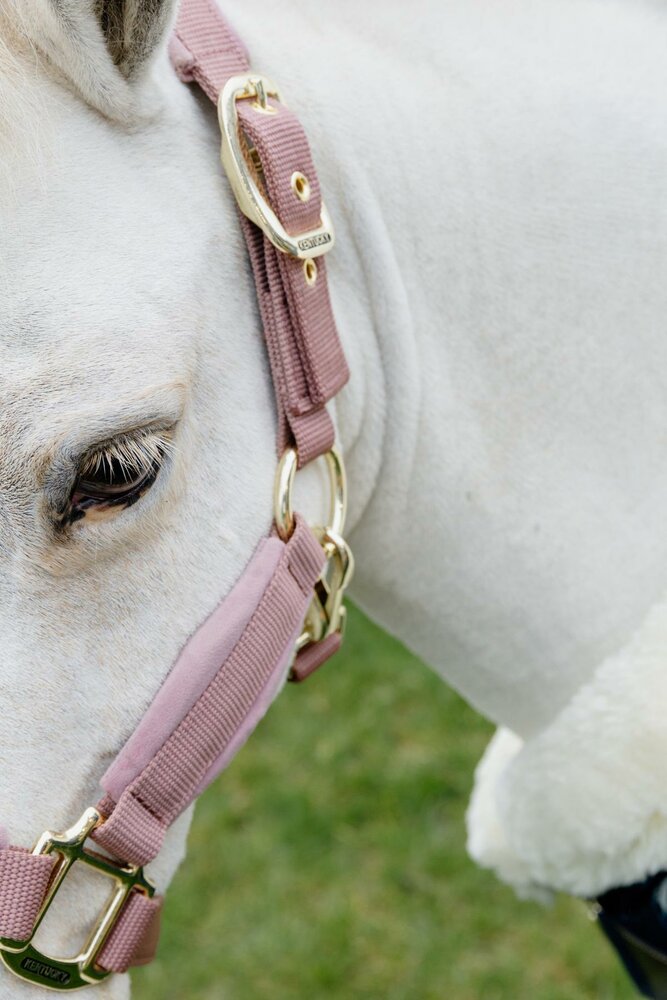  Kentucky Velvet halster Oud Roze SHETTY 