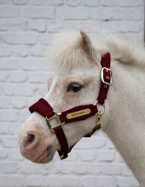  Kentucky Velvet halster Bordeaux SHETTY 