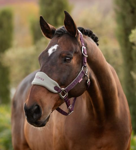 Le Mieux   Vogue halster & touw Damson