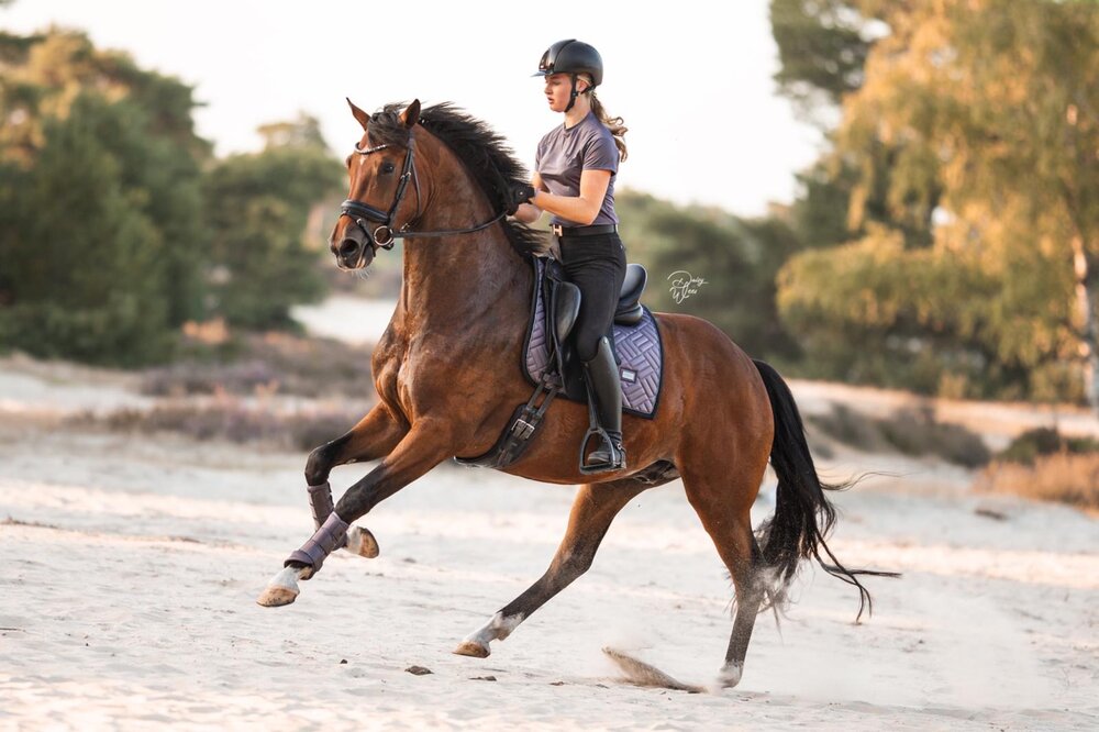 Equestrian Stockholm modern zadeldek  dressuur Dark Violet 