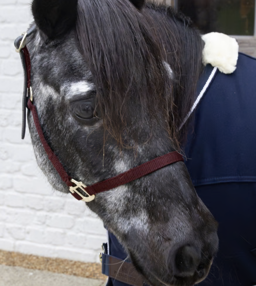 Kentucky Nylon Halster Breakaway Bordeaux