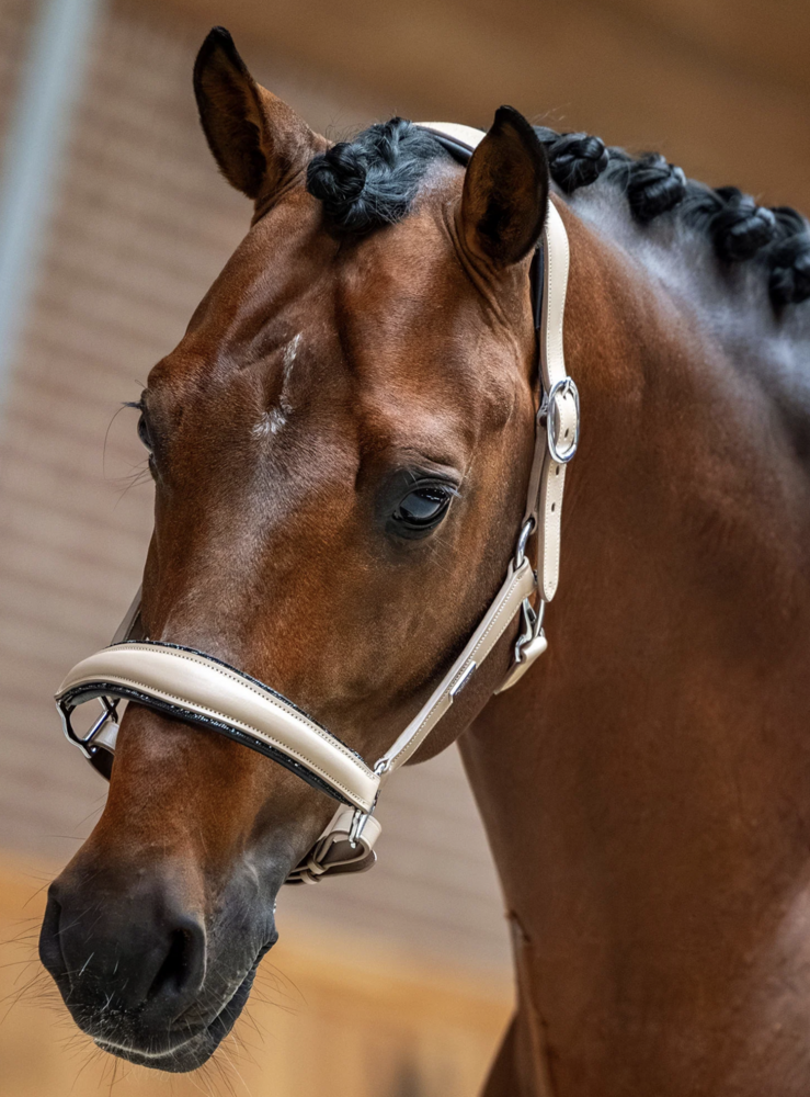  Equestrian Stockholm anatomisch LEREN GLIMMER Halster Sand
